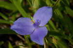 Virginia spiderwort